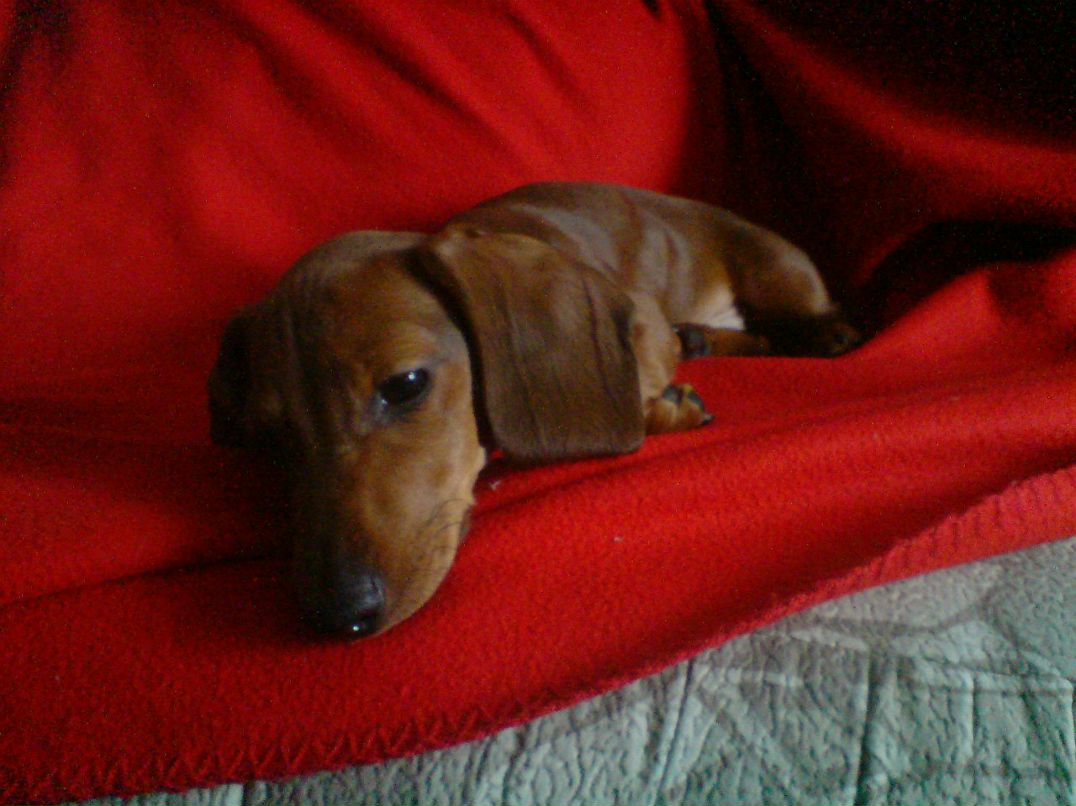 Кристина Аврорская | Новосибирск