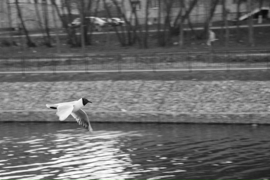 №37, Сергей Муравьев, Кинешма №37, Сергей Муравьев, Кинешма