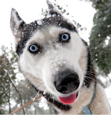 №70, Сирега Литвинчук, 33 года №70, Сирега Литвинчук, 33 года