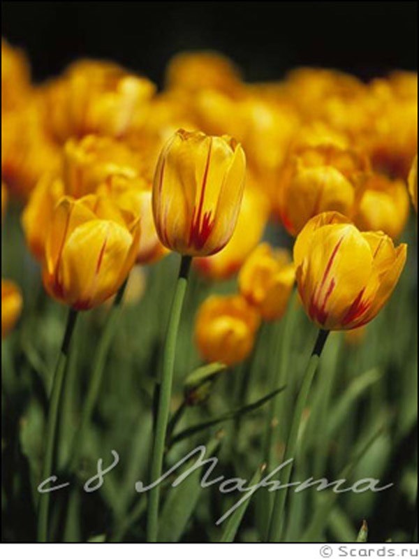 Светлана Воробьёва | Санкт-Петербург