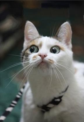 Kristabel Wongraven | 