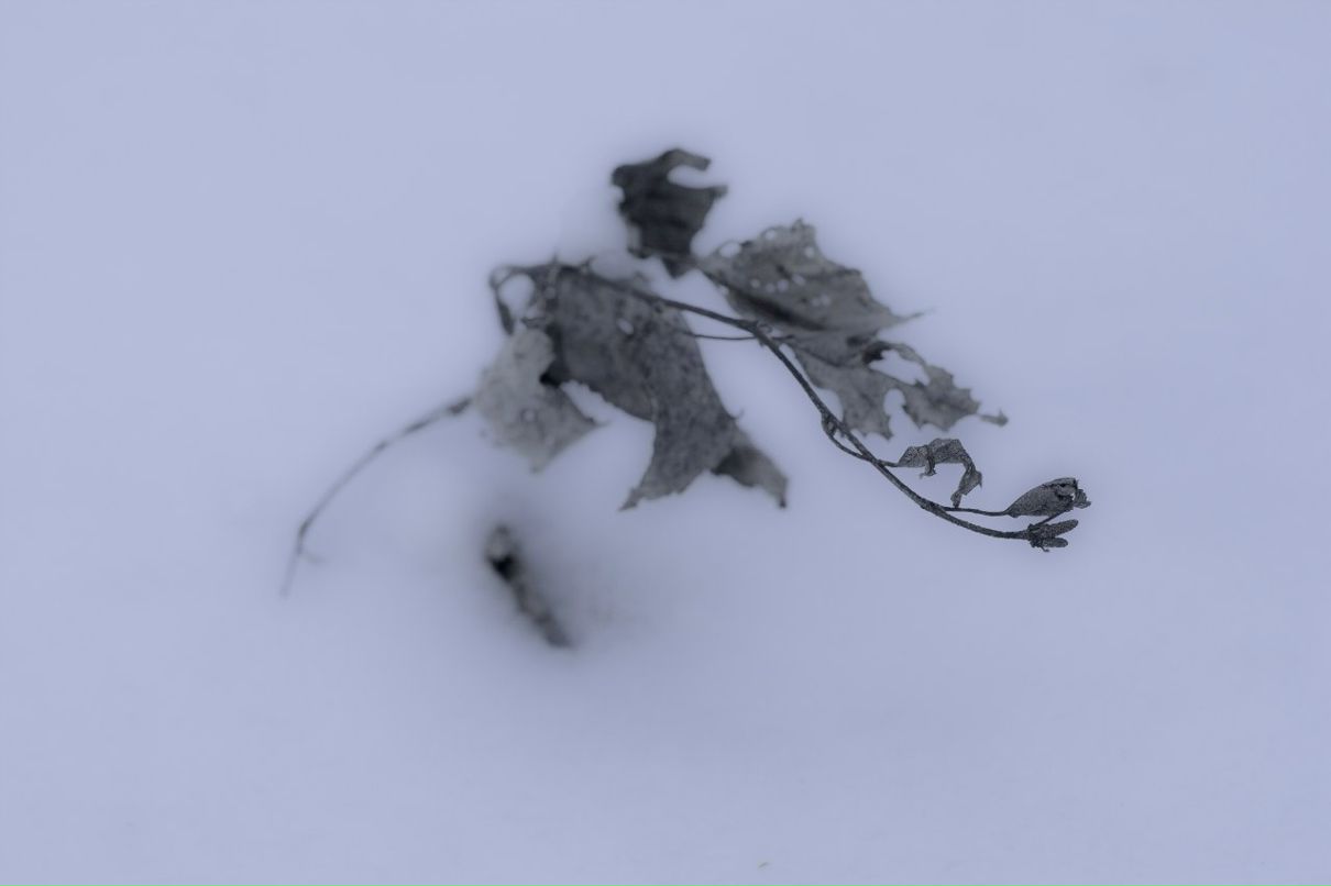 Наталья Сойко | Киев