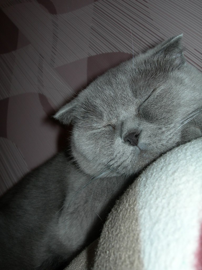 Валерия Егоренкова | Смоленск