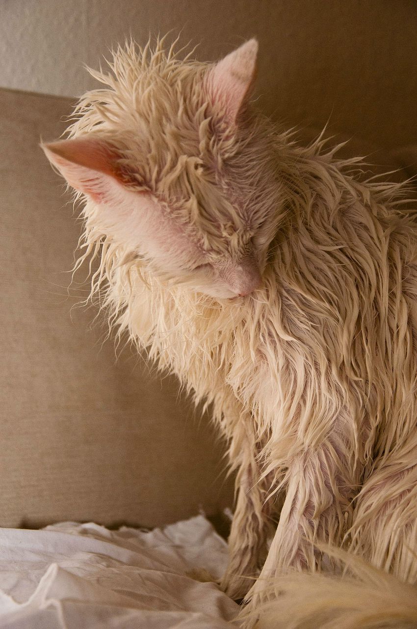 Olga Stevens | London