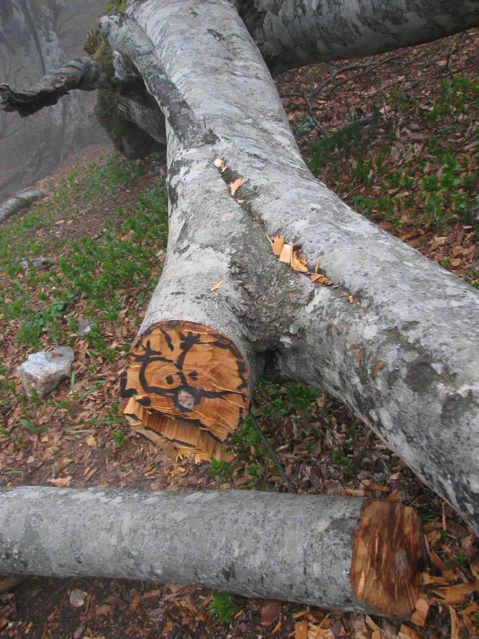 Полина Маланова | Одесса