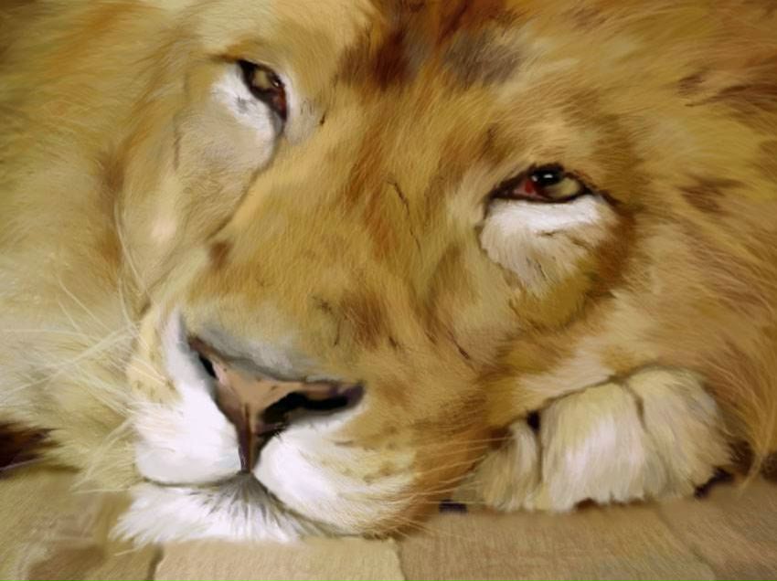 Саня Волченков | Брянск