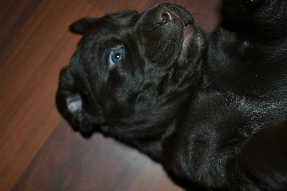 Екатерина Пируева | 