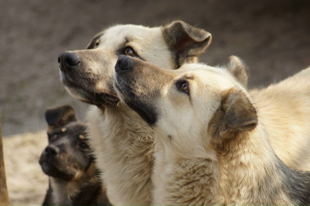 Александр Водолажченко | Харьков
