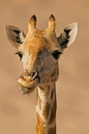 №124, Яна Гриб, Новомосковск №124, Яна Гриб, Новомосковск