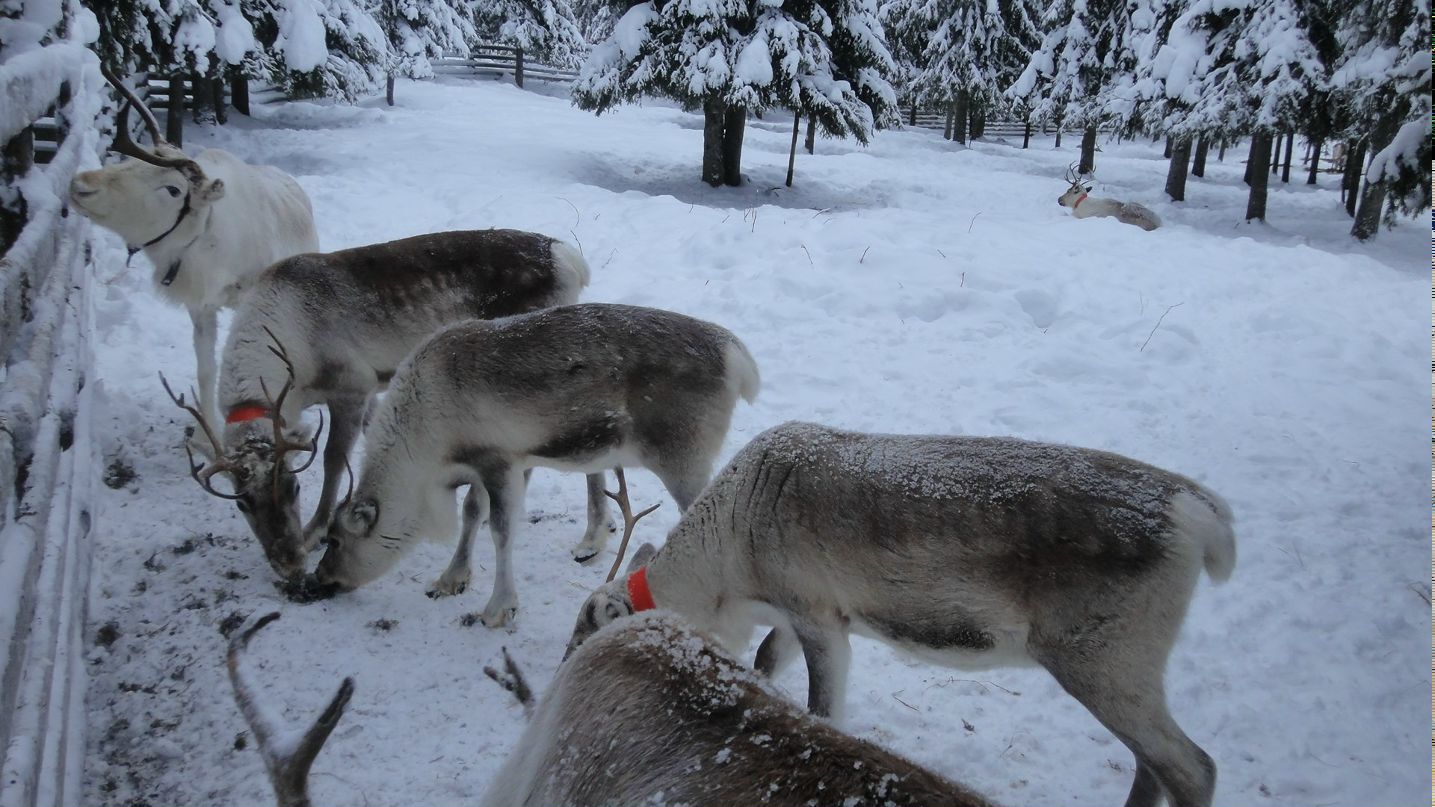 Елена Тарасова-Прядилова Тарасова | Санкт-Петербург