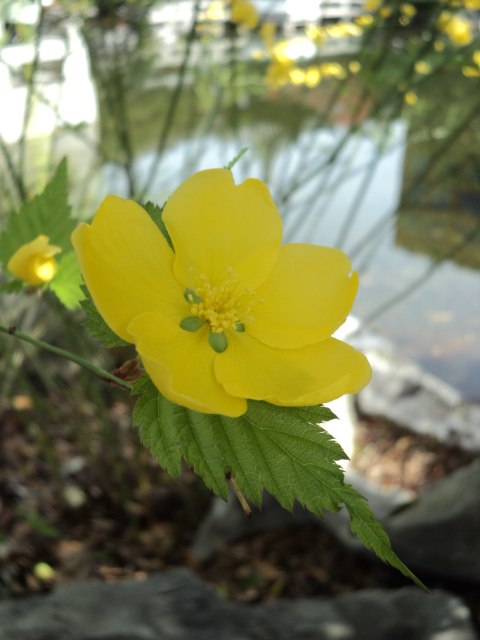 Julia Kondratiev | Ensenada