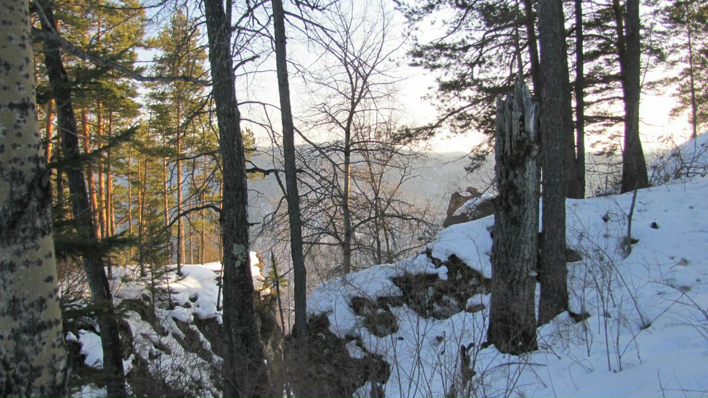 Снежный Мишка ManGo | Красноярск