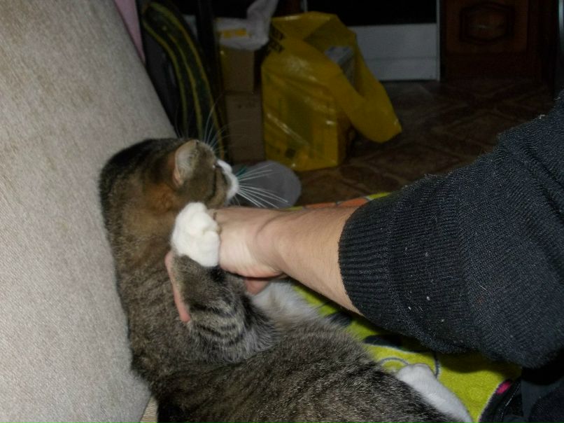 Елена Захаренкова | Санкт-Петербург