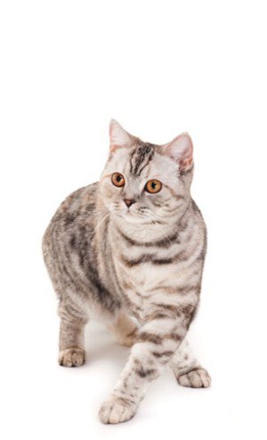 Kitty Yo | Москва