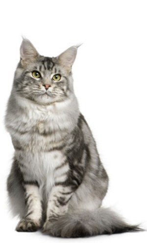 Kitty Yo | Москва