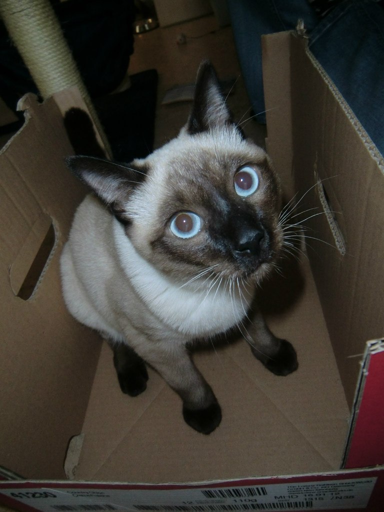 Аня Капплер *~ani-ko~* | Киев