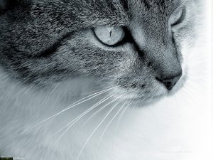 №102, Таня Ефимова, 36 лет, Ейск №102, Таня Ефимова, 36 лет, Ейск