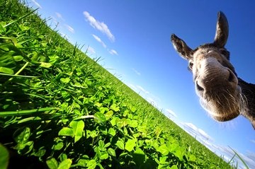 Алексей Шардаков | Пермь