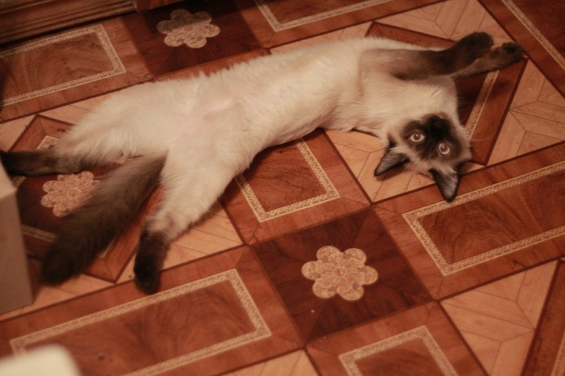 Алиса Корнеева _Не из страны чудес_♡♥ | Кстово