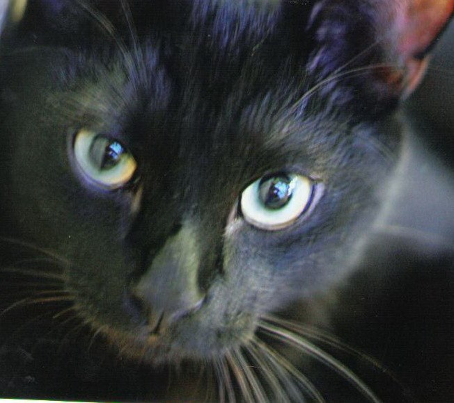 Света Жамкова | 