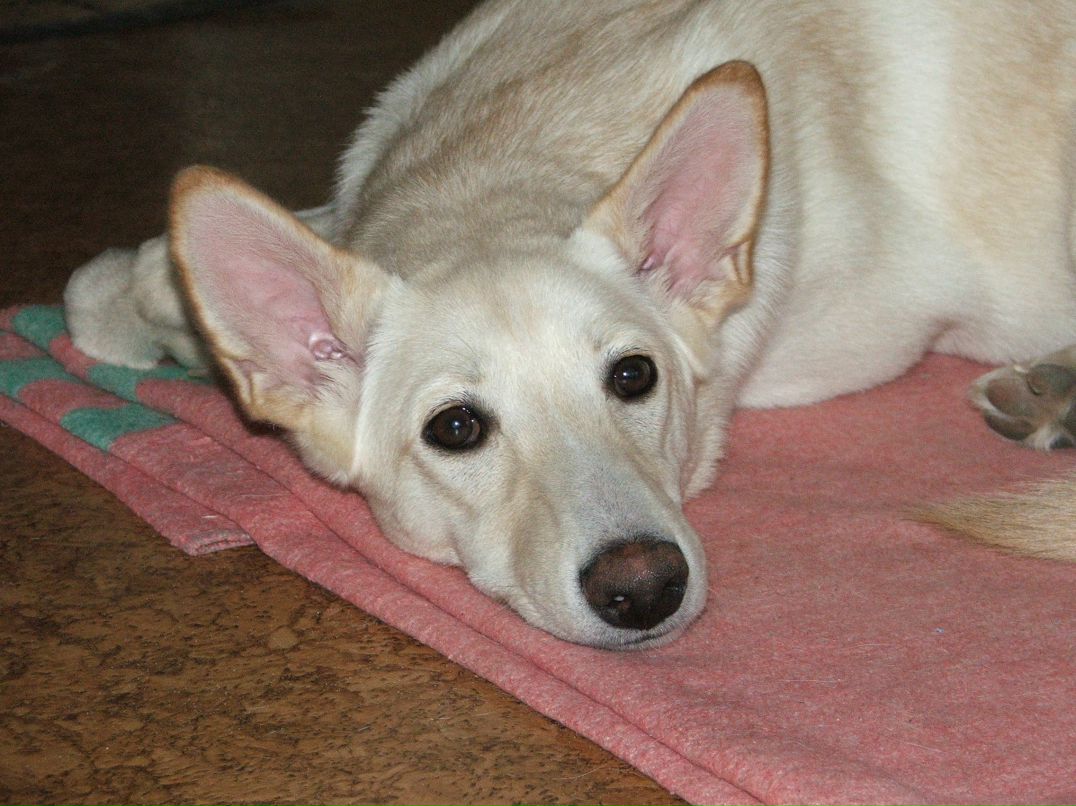 Nikitoster Bukreev | Ижевск