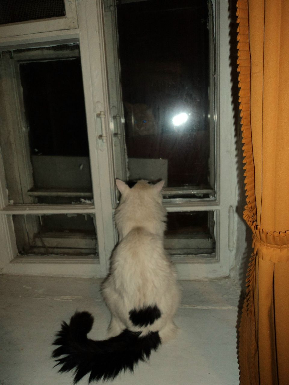 Снежана Королева | Самара