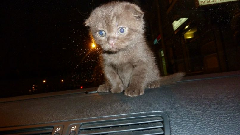 Максим Виноградов Юрьевич | Санкт-Петербург