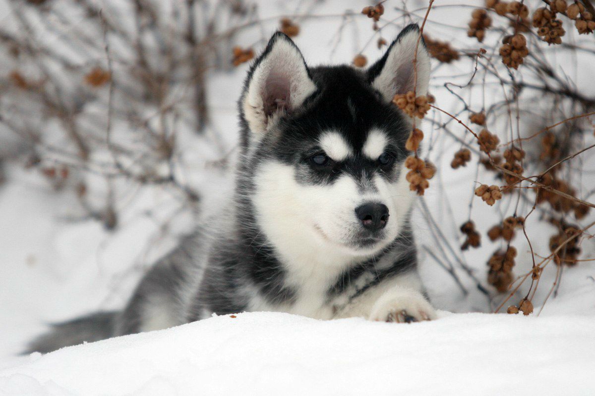 Анютик Гречаник ツ | Москва