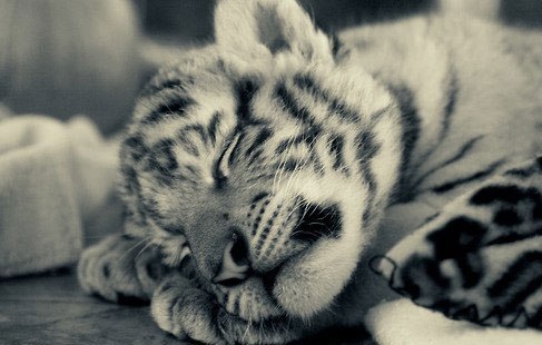 Игорь Руденко | Днепр (Днепропетровск)