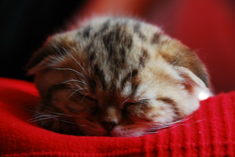 Нелля Байдельдинова ♠♡♦ | Санкт-Петербург