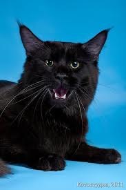 Нуся Распопова | Харьков