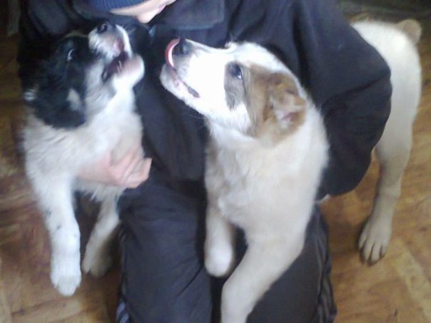 №95, Анюта Арсентьева, Днепр (Днепропетровск) №95, Анюта Арсентьева, Днепр (Днепропетровск)