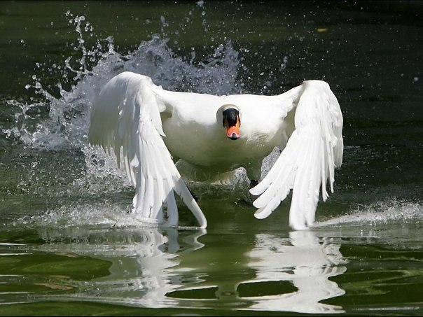 №43, Игорь Лебедев, 21.12 №43, Игорь Лебедев, 21.12