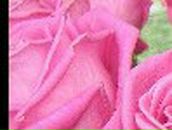 Татьяна Фещенко | Краснодар