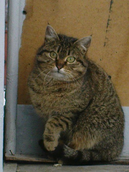 Михаил Лактионов Обыватель | Курск