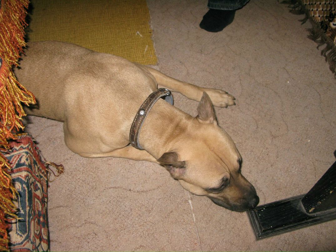 Дмитрий Тарасов | Воронеж