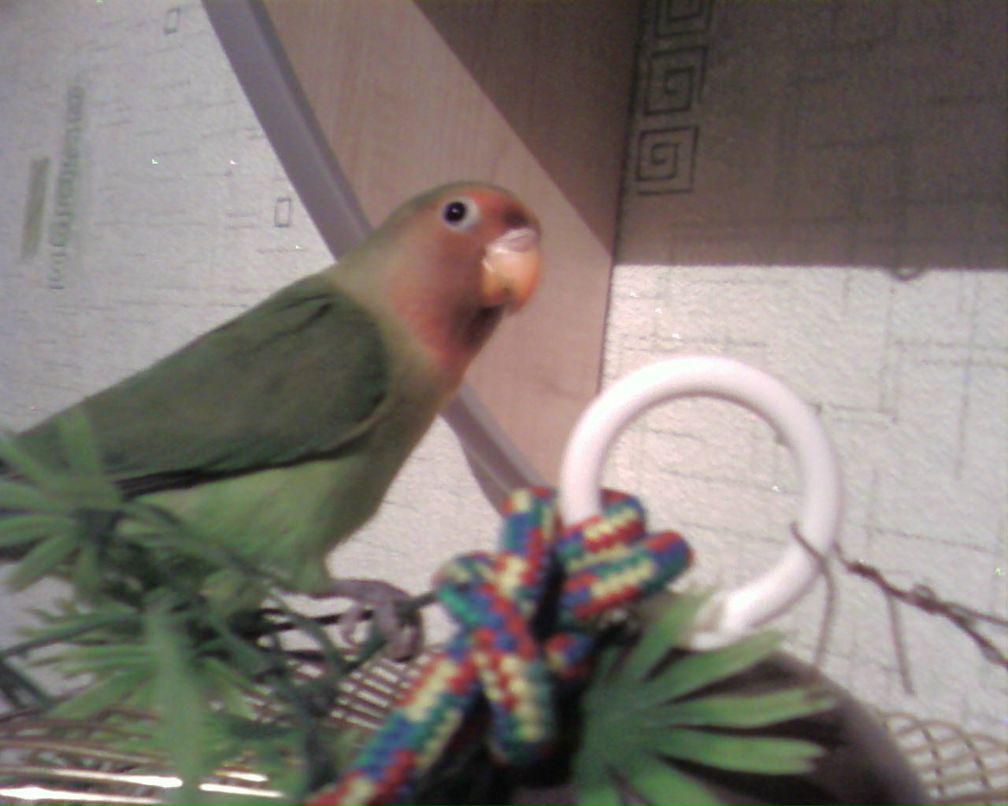 Алла Криканова | Брест