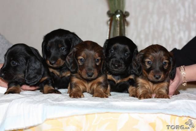 Nikolay Semenov | Киев