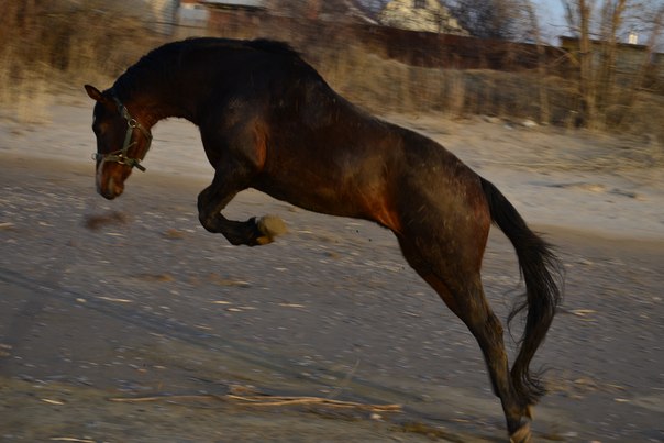 №176, Толик Крименицков, Крым, Россия №176, Толик Крименицков, Крым, Россия