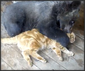 Елена Богданова | Москва