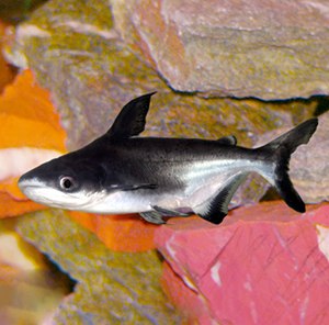 Абраам Ландау | Сергиев Посад