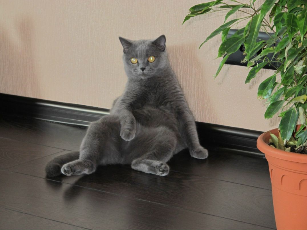 Татьяна Левина | Москва