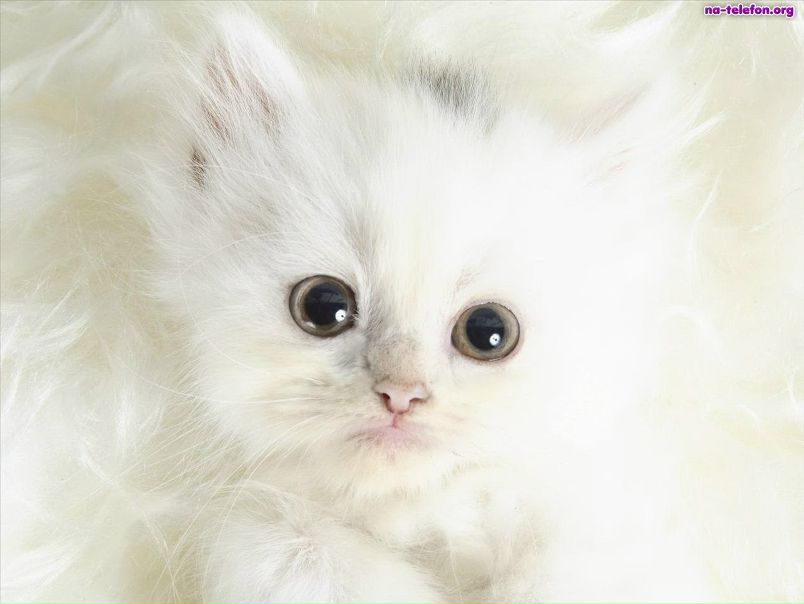 №44, Юлия Хмельницкая, 31 год, Светлогорск №44, Юлия Хмельницкая, 31 год, Светлогорск