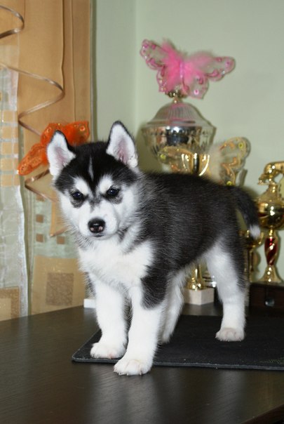 №100, Екатерина Дубинина, Тверь №100, Екатерина Дубинина, Тверь