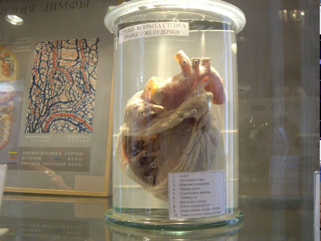 Julia Inc | Санкт-Петербург