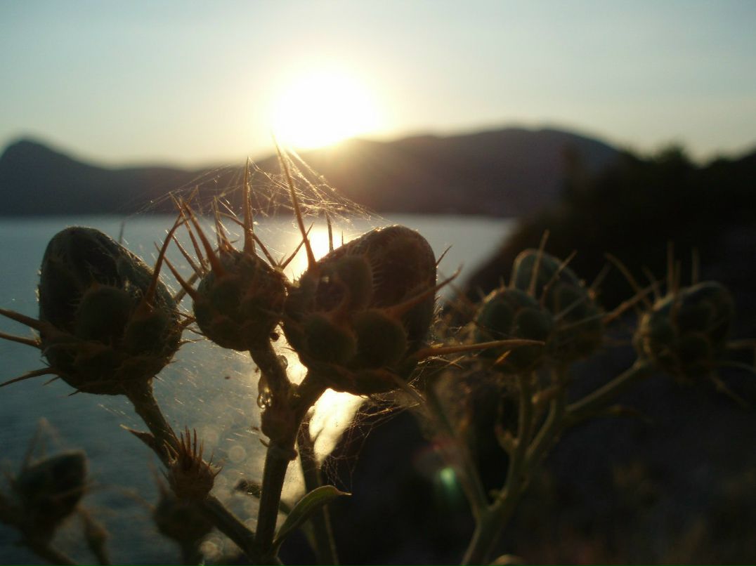 Саша Махно | 