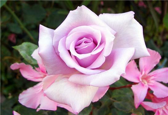 Оля Даниш | Корец