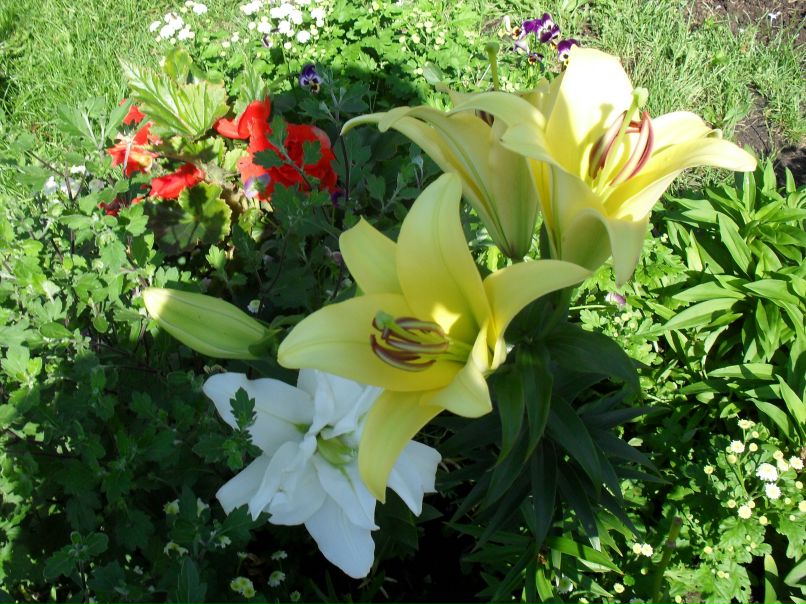 Сергей Мосичев | Санкт-Петербург