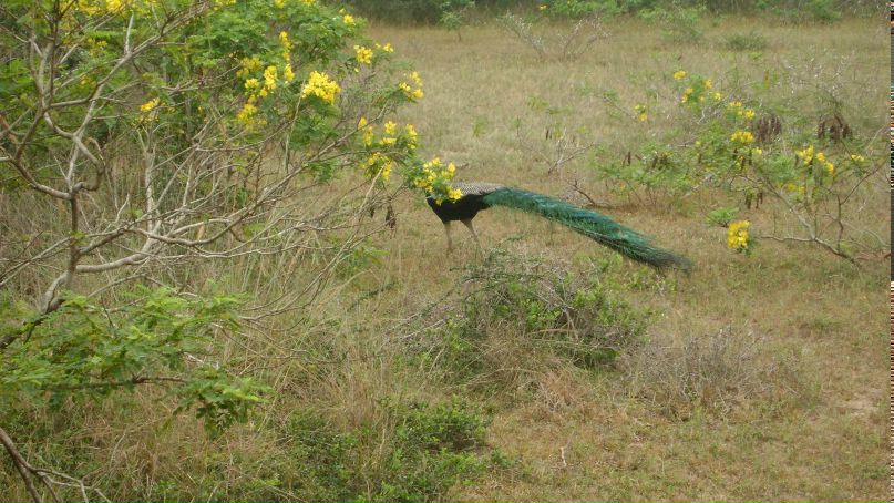Хасита Кудахетти | Ростов-на-Дону