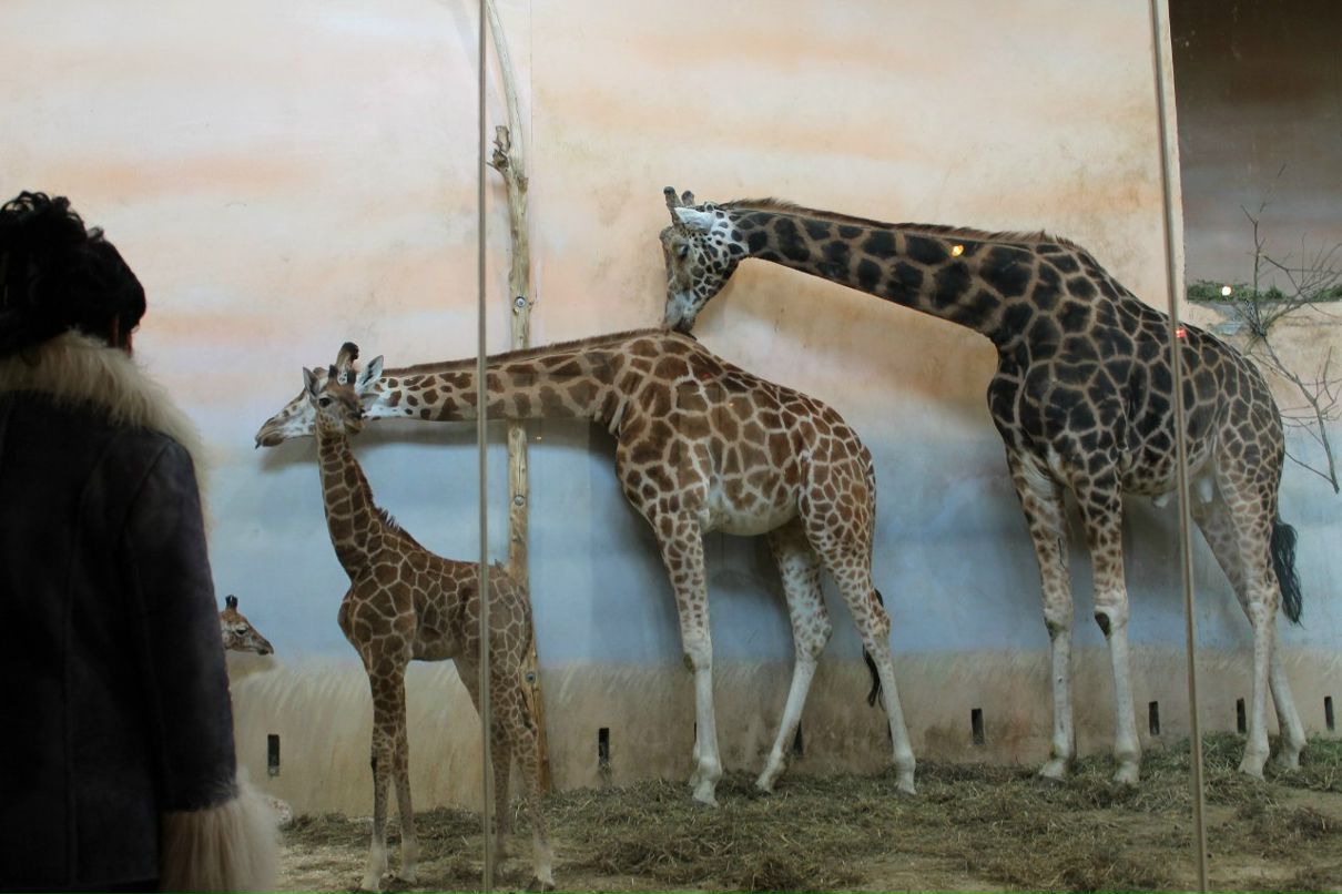 Юлия Урба | Stavanger